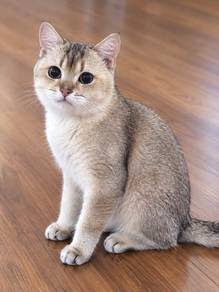 BSH golden male