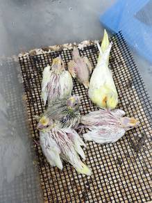 Anak Burung