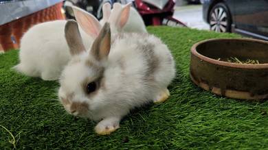 arnab rabbit  kelinchi Dwarf
