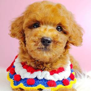 Toy Poodle