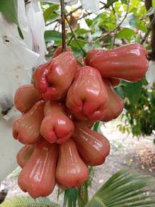 Buah jambu air