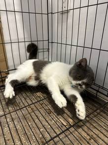 Pure Bicolor British Shorthair