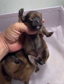 Orange Pomeranians