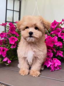 Maltipoo 01