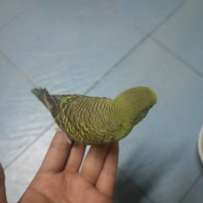 Burung Budgie/Baji