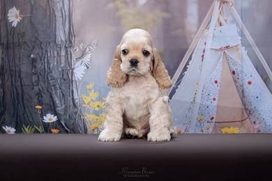 Cocker spaniels puppies 