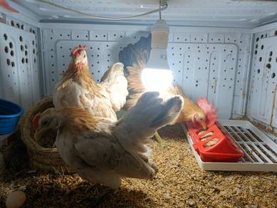 Ayam Serama