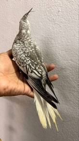 Burung cockatiel Jinak