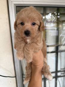 Toy poodle boy for rehome