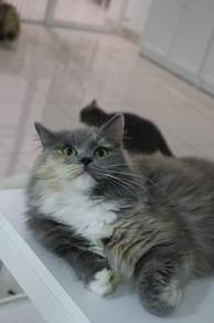British longhair calico female
