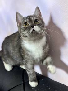 BSH Mixed Kitten