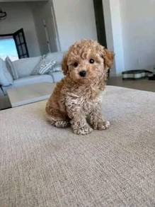 Peppy Poodle fluffy cloud little puppy Dog