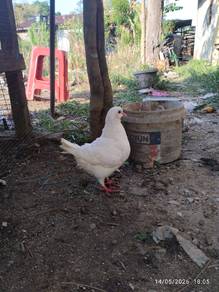 burung merpati