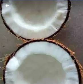 Benih kelapa pandan/SGG