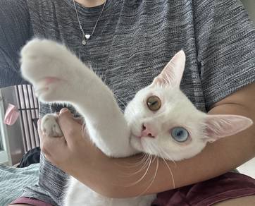 cat / kitten (Kiko)