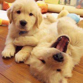JKL7000 Golden Retriever sweetheart puppy dog