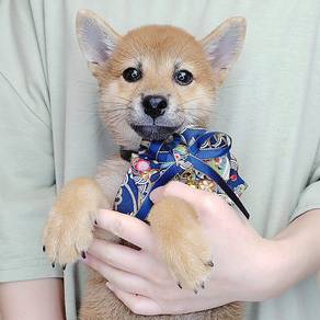Shiba