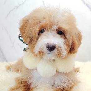 Maltipoo