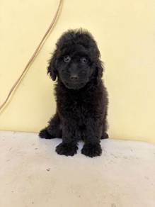 Toy poodle Male 4 Month old promo price