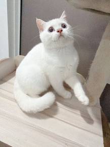 Bsh White