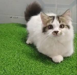 Persian cat