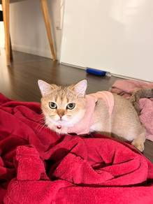 British shorthair