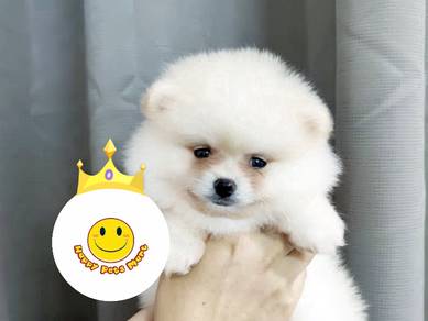 GGT-51 Teacup Pomeranian cream white haired #MKA