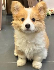 Welsh Corgi