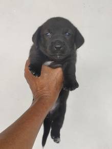 Pure Breed Black Dachshund Puppy (F) 纯种腊肠犬宝宝 女生