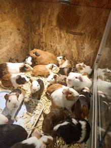 American Guinea pig