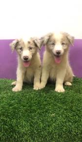 Border collie red merle MKA