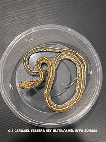 corn snake (caramel tessera morph)