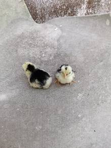anak ayam serama