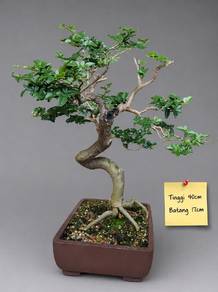 Bonsai Limau Kuku/Rawit 