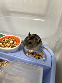 Hamster