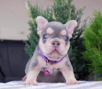 FRENCH BULLDOG PUPPIES VIP30🌻Cute Puppy