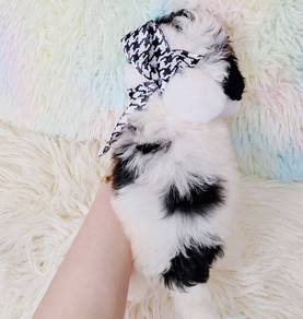 Maltipoo