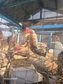 Ayam Kampung Hidup & Process 