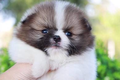 Pomeranian