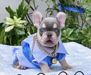 FRENCH BULLDOG PUPPIES FP216🌻 Cute Female