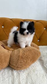 Pomeranian