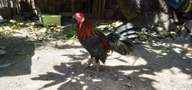 ayam 