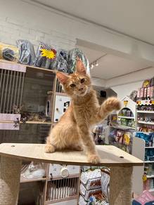 can send Singapore red mainecoon cat kitten