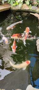 Japanese Koi Fish 5 pcs