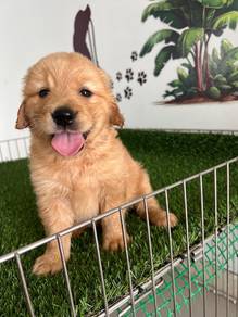 Golden Rettiver f