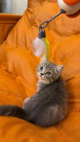 kitten female BSH