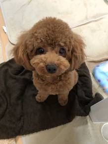 Baby-faced Poodle Little Bear Puppy Baby Puppy