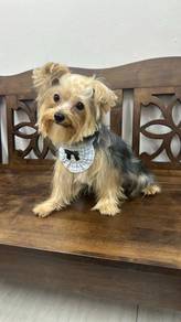 Pure Breed Adult Yorkshire Terrier (M) 