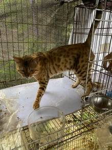 jantan bengal