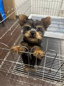 约克夏
Yorkie
Male
FM-3